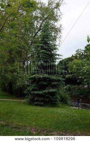 Blue Spruce Tree