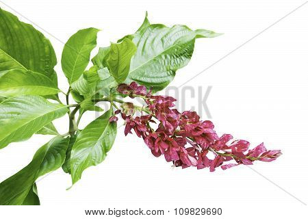 Megaskepasma Erythrochlamys Lindau Flower