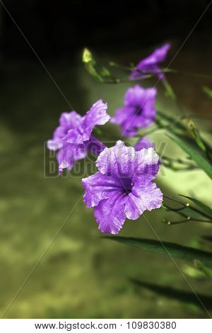 Ruellia Squarrosa Purple Flower