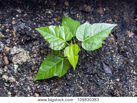 Passiflora Foetida Young Tree