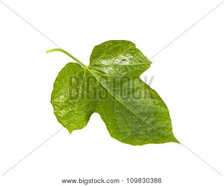 Passiflora Foetida Leaf Isolated