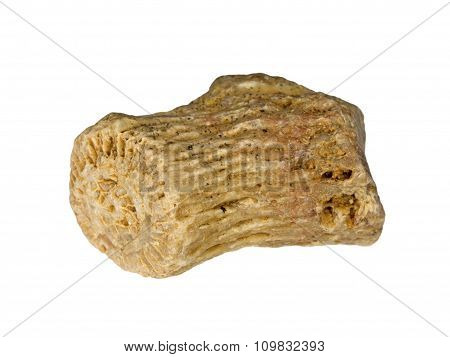Part of fossilized tetracorals