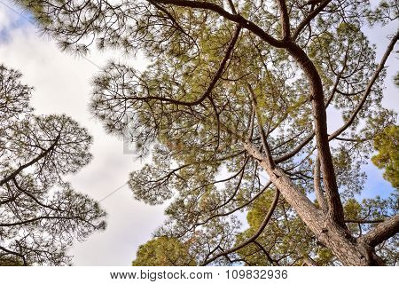 Pine Tree View
