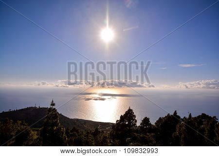 Pine Tree View