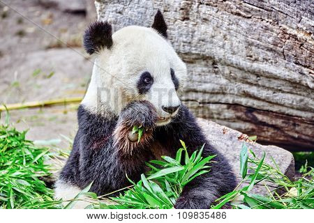 Cute Bear Panda Actively Chew A Green Bamboo Sprout.