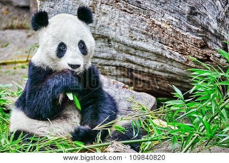 Cute Bear Panda Actively Chew A Green Bamboo Sprout.