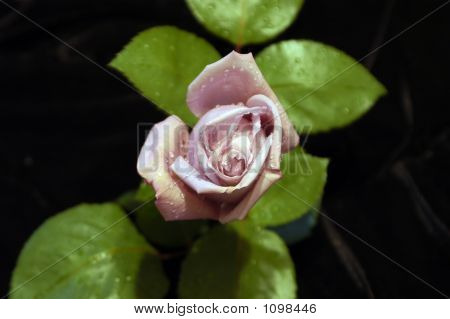 Rose de rosée