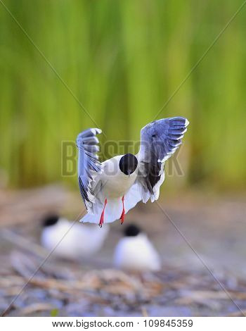 The Little Gull (larus Minutus) In Flight On The Green Grass Background. Front