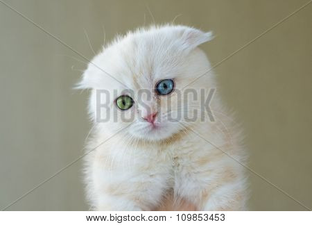Portrait of cat with different eyes - blue and green