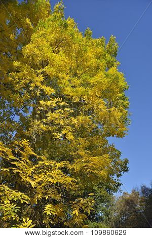 Bitternut Tree