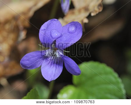 Wood Dog-violet