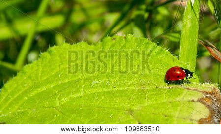 Ladybird Walking By A Green Leaf, Spain