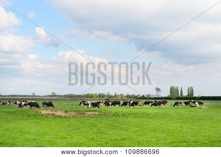 Grazing Dutch cows in spring