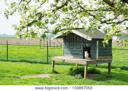 Henhouse with white chicken at the farm