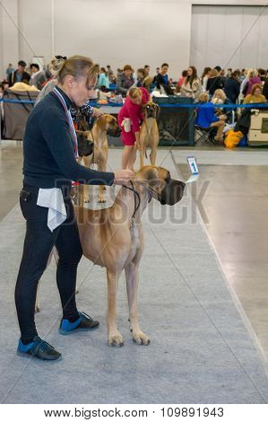 MOSCOW, RUSSIA - NOVEMBER 1, 2015: Exhibitors showing their pets during International Dog Show CACIB-FCI on November 1, 2015 in Moscow, Russia.