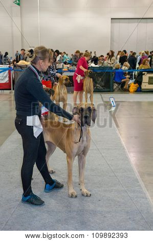 MOSCOW, RUSSIA - NOVEMBER 1, 2015: Exhibitors showing their pets during International Dog Show CACIB-FCI on November 1, 2015 in Moscow, Russia