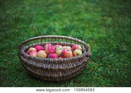 Bag of apples