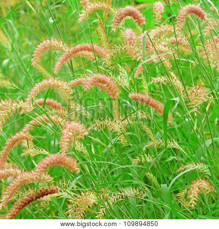 Setaceum Pennisetum Grass