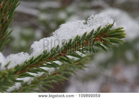 Snow On Fir Branch