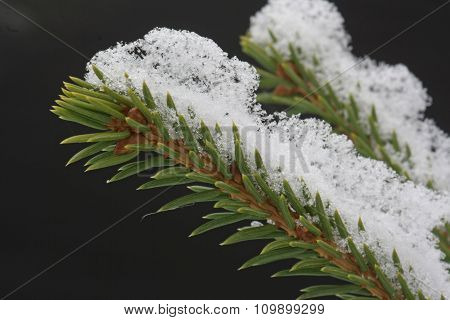 Snow On Fir Branch