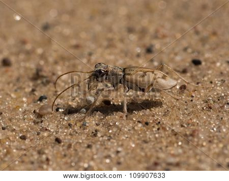 Ghost Tiger Beetle