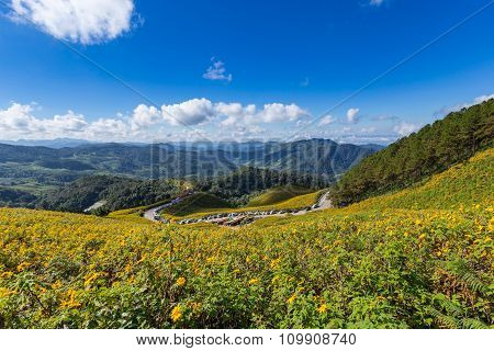 Tung Bua Tong Mexican Sunflower In Maehongson, Thailand