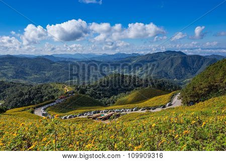 Tung Bua Tong Mexican Sunflower In Maehongson, Thailand