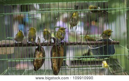 Birds At The Pasar Ngasem Market In Yogyakarta, Central Java, Indonesia.