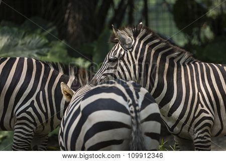 Closeup Portrait Of A Scarred Burchell's Zebra (equus Quagga Burchellii)