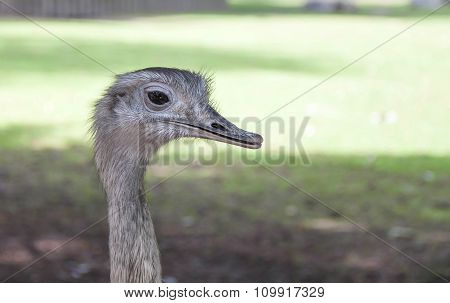 A Nandu - The Funny Face Of A Nandu