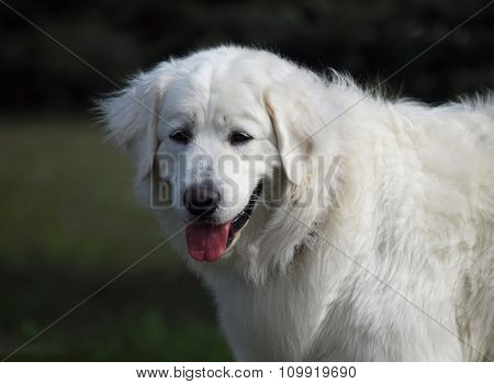 Portrait of slovakian chuvach dog
