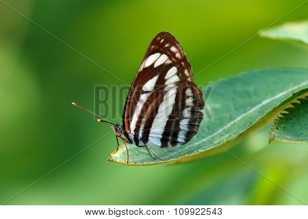 butterfly in natural habitat (neptis sappho)