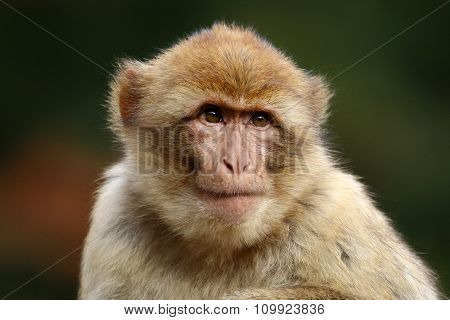Macaca Sylvanus