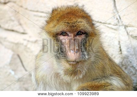 Macaca Sylvanus