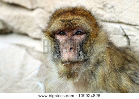 Macaca Sylvanus