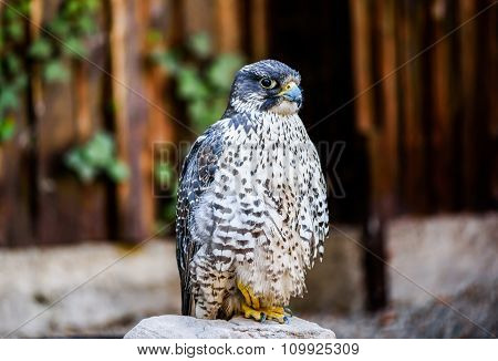 Peregrine Falcon