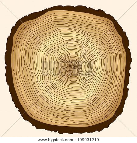 tree rings, cut stump