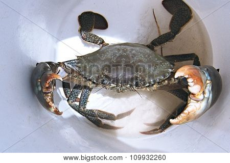 Aggressive Live Mud Crab