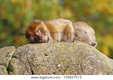 Macaca Sylvanus