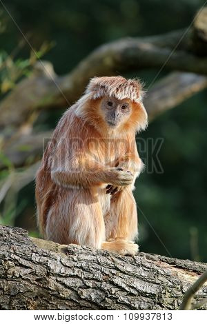 Trachypithecus Auratus