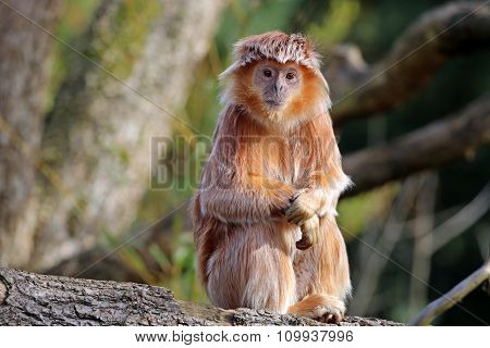 Trachypithecus Auratus