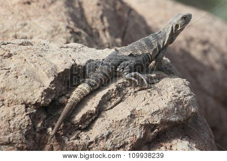 Desert Iguana (dipsosaurus Dorsalis)