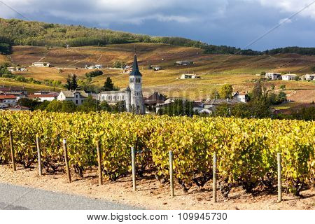 Chenas with vineyard, Beaujolais, Rhone-Alpes, France