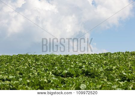 Cabbages Plantation Field On Mountain