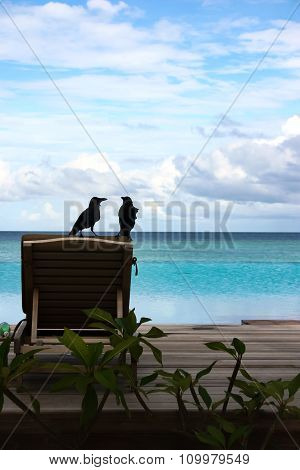 Crow Couple On A Sundeck Chair