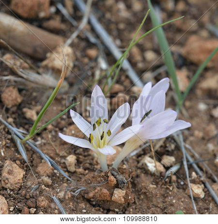 Colchicum Pusillum