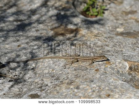 Snake-eyed Lacertid