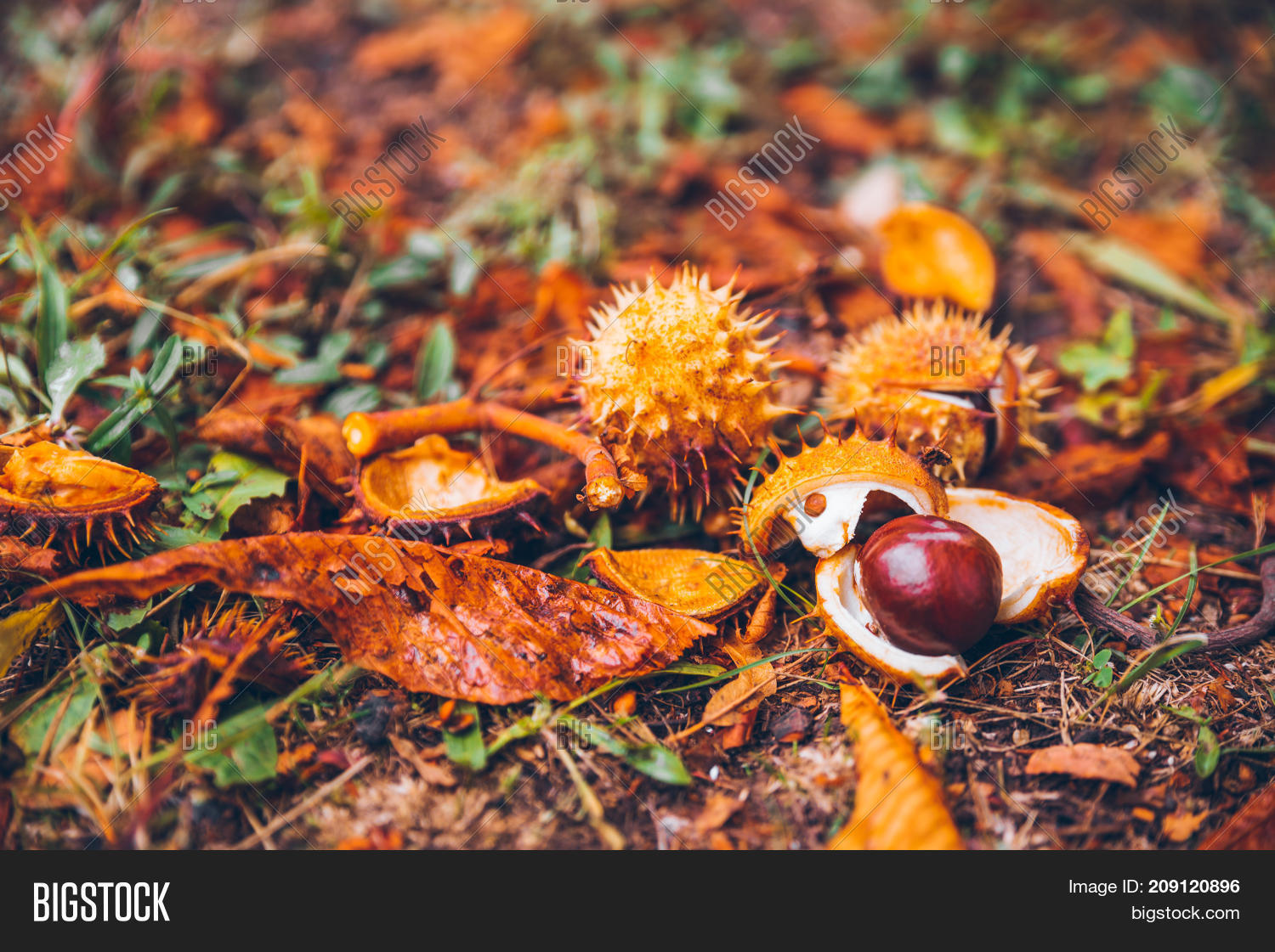 Horse Chestnut Buckeye Image & Photo (Free Trial) Bigstock