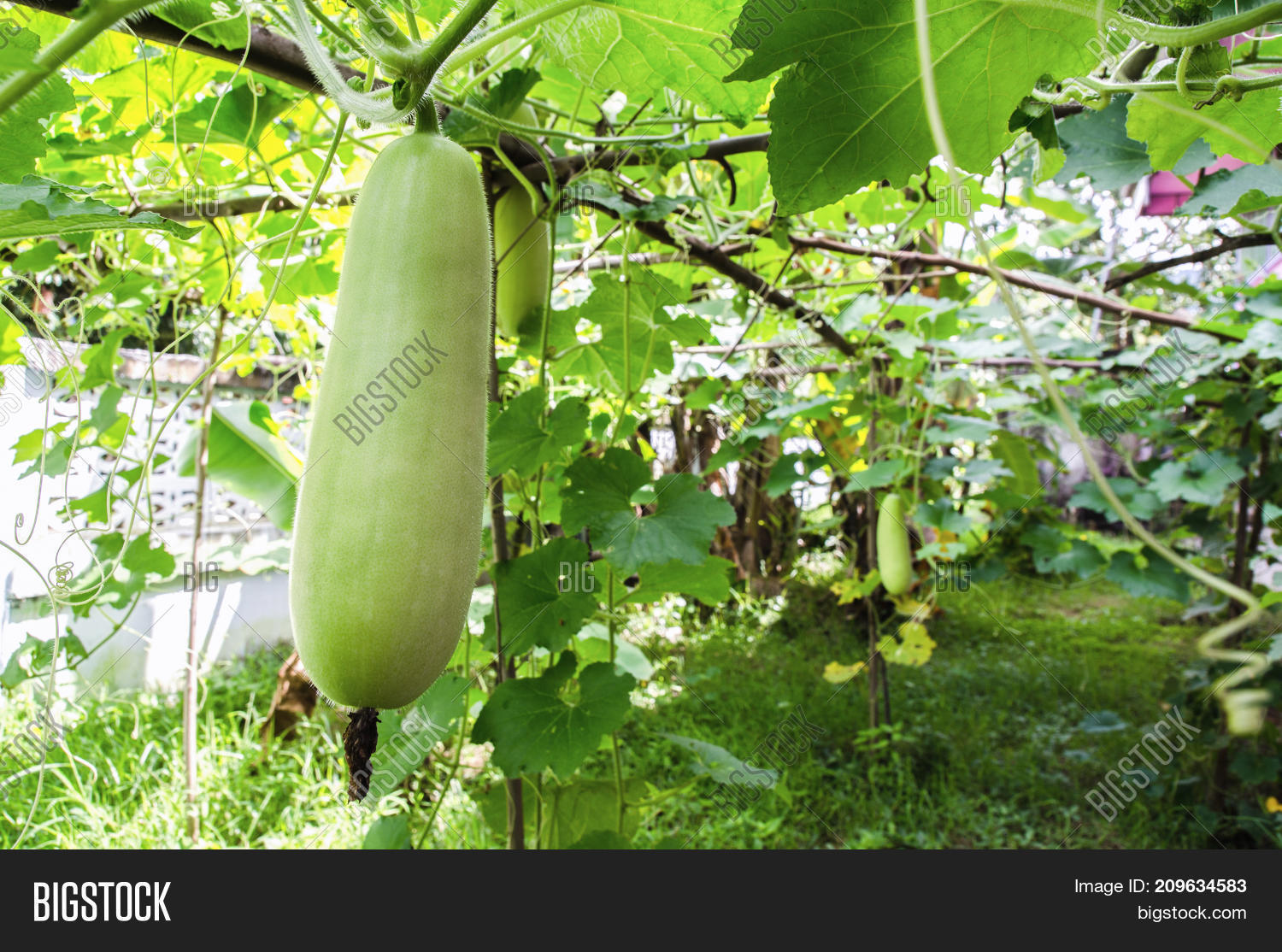 Green Wax Gourd On Image & Photo (Free Trial) Bigstock