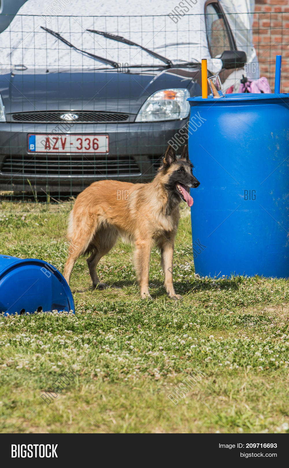 Chien Berger Belge Image Photo Free Trial Bigstock